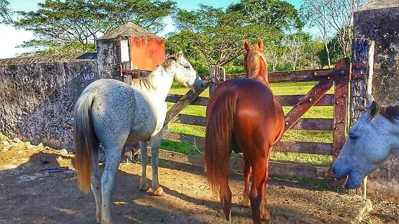 Semesterbostad Hacienda Rancho Chable Villa Santa Cruz